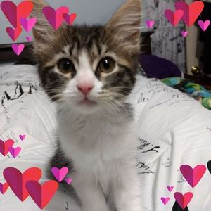 Meet your Posher, Kerrie